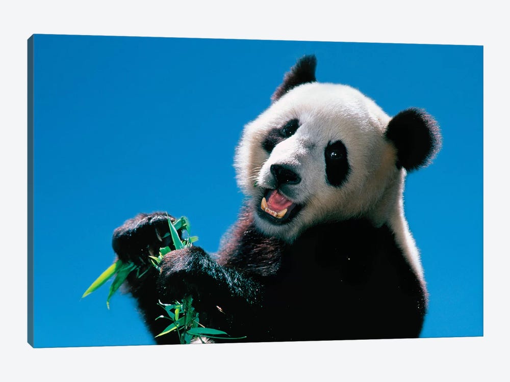 Panda Eating Bamboo, Wolong, Sichuan, China by Keren Su 1-piece Canvas Art