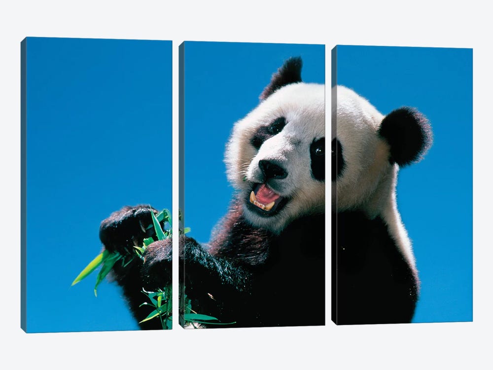 Panda Eating Bamboo, Wolong, Sichuan, China by Keren Su 3-piece Canvas Art