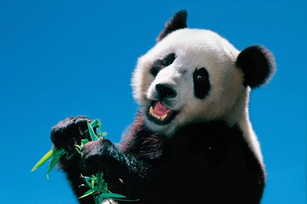 Pandas: Panda Eating Bamboo, Wolong, Sichuan, China by Keren Su