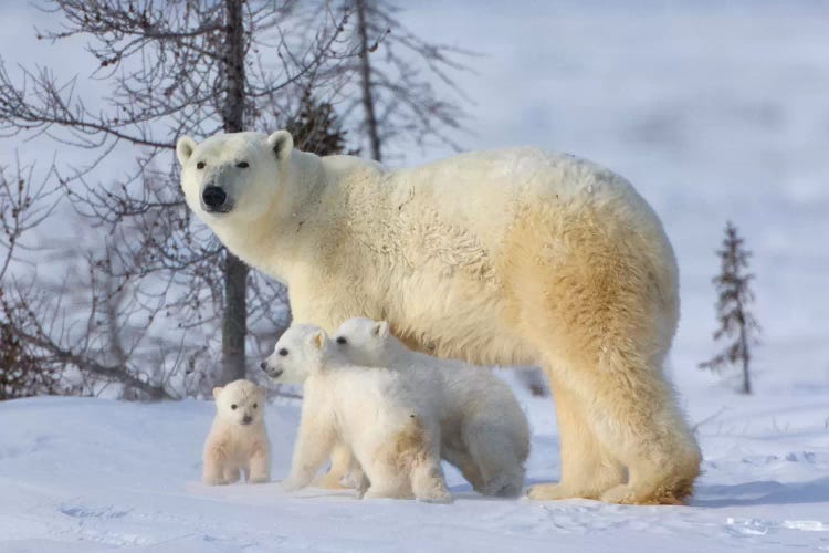 Mother Polar Bear With Three Cubs On The Tundra, Wapusk National Park, Manitoba, Canada