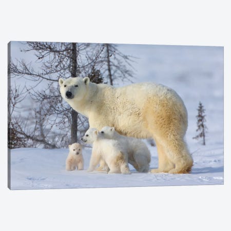 Mother Polar Bear With Three Cubs On The Tundra, Wapusk National Park, Manitoba, Canada Canvas Print #KES13} by Keren Su Canvas Artwork