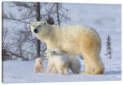 Mother Polar Bear With Three Cubs On The Tundra, Wapusk National Park, Manitoba, Canada Canvas Art Print - Bear Art
