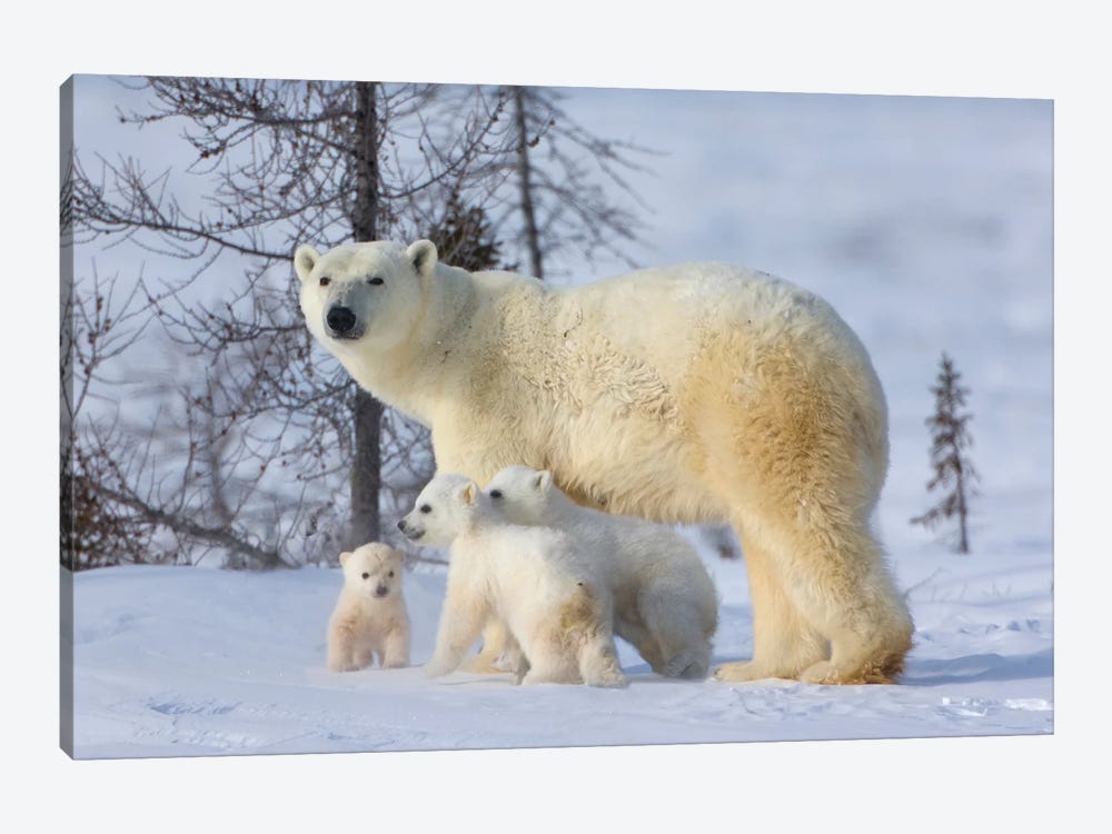 Mother Polar Bear With Three Cubs On The Tundra, Wapusk National Park, Manitoba, Canada by Keren Su 1-piece Art Print
