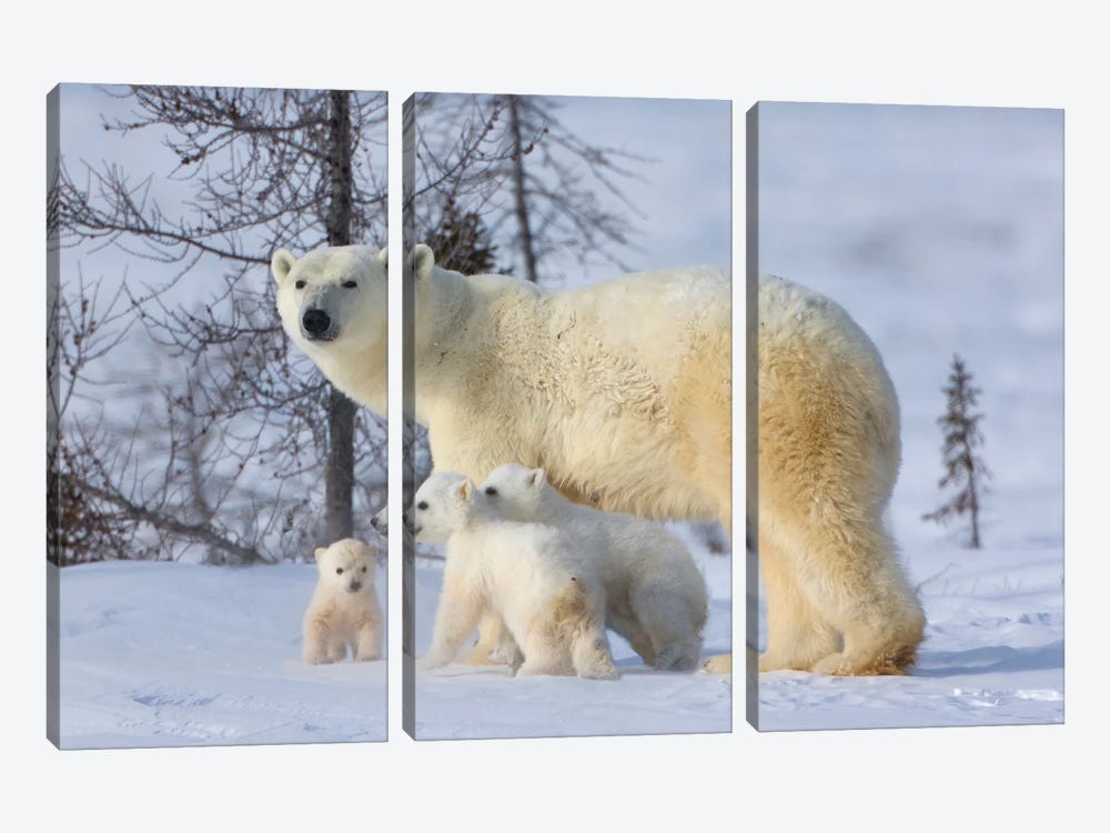 Mother Polar Bear With Three Cubs On The Tundra, Wapusk National Park, Manitoba, Canada by Keren Su 3-piece Art Print