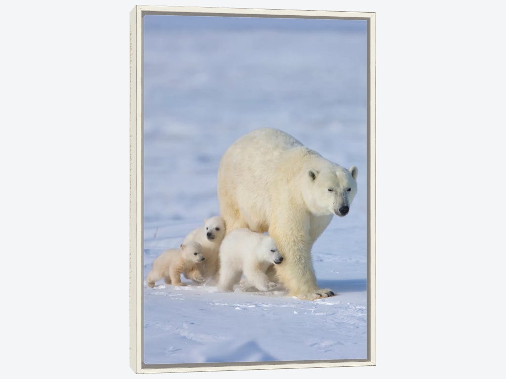 Mother Polar Bear With Three Cubs On The Tundra - Art Print 