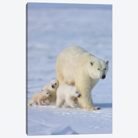 Mother Polar Bear With Three Cubs On The Tundra, Wapusk National Park, Manitoba, Canada Canvas Print #KES14} by Keren Su Canvas Print