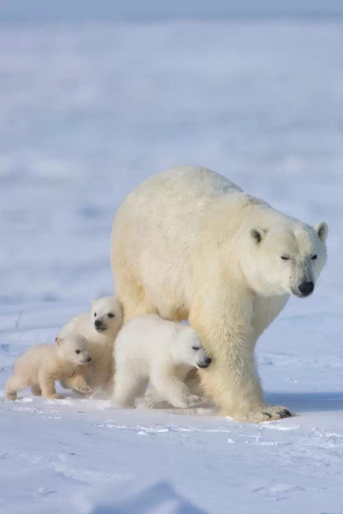 Mother Polar Bear With Three Cubs On The Tundra, Wapusk National Park, Manitoba, Canada