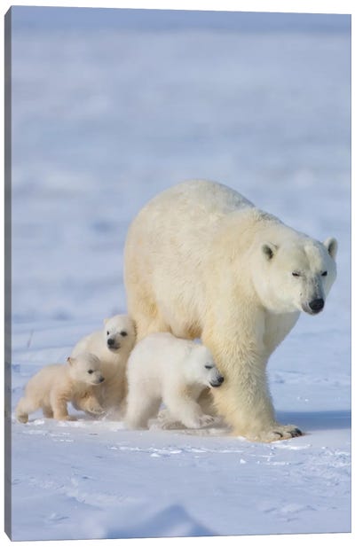 Mother Polar Bear With Three Cubs On The Tundra, Wapusk National Park, Manitoba, Canada Canvas Art Print