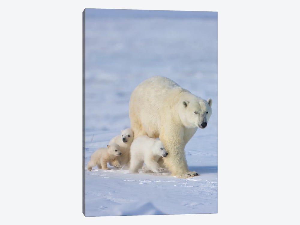 Mother Polar Bear With Three Cubs On The Tundra, Wapusk National Park, Manitoba, Canada 1-piece Canvas Artwork