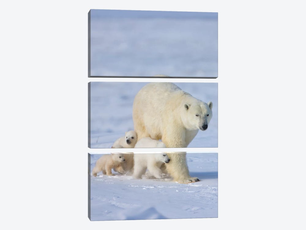 Mother Polar Bear With Three Cubs On The Tundra, Wapusk National Park, Manitoba, Canada 3-piece Canvas Wall Art