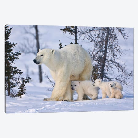 Mother Polar Bear With Three Cubs On The Tundra, Wapusk National Park, Manitoba, Canada Canvas Print #KES15} by Keren Su Canvas Print