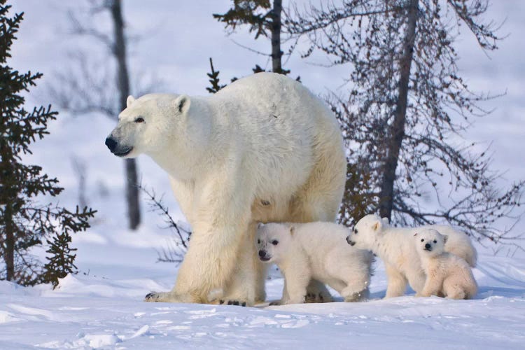 Mother Polar Bear With Three Cubs On The Tundra, Wapusk National Park, Manitoba, Canada