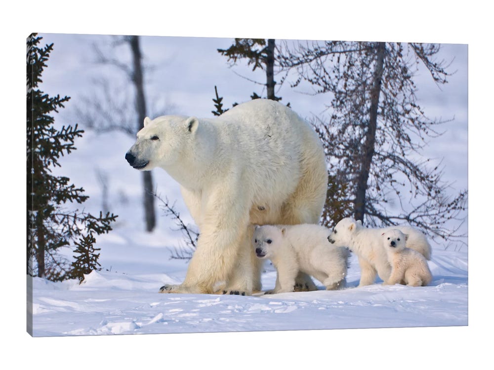 Mother Polar Bear With Three Cubs On The - Canvas Wall Art Mother Polar Bear With Three Cubs On The - Canvas Wall Art