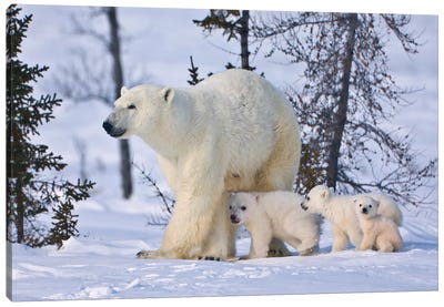 Mother Polar Bear With Three Cubs On The Tundra, Wapusk National Park, Manitoba, Canada Canvas Art Print - Danita Delimont Photography
