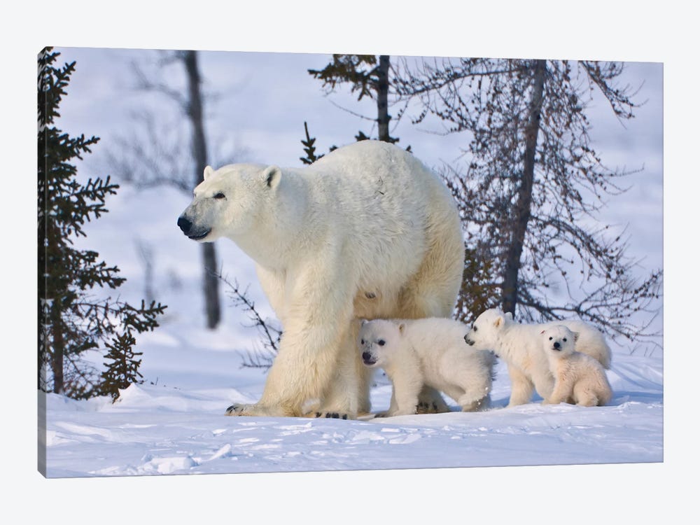 Mother Polar Bear With Three Cubs On The Tundra, Wapusk National Park, Manitoba, Canada by Keren Su 1-piece Art Print