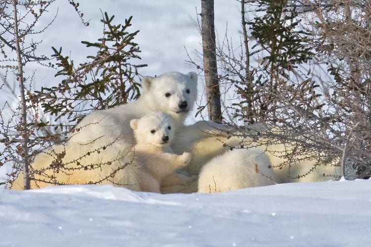 Mother Polar Bear With Three Cubs On The Tundra, Wapusk National Park, Manitoba, Canada