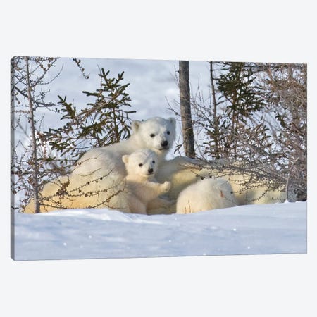 Mother Polar Bear With Three Cubs On The Tundra, Wapusk National Park, Manitoba, Canada Canvas Print #KES16} by Keren Su Art Print