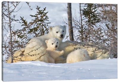 Mother Polar Bear With Three Cubs On The Tundra, Wapusk National Park, Manitoba, Canada Canvas Art Print