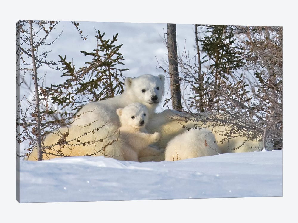 Mother Polar Bear With Three Cubs On The Tundra, Wapusk National Park, Manitoba, Canada by Keren Su 1-piece Canvas Artwork