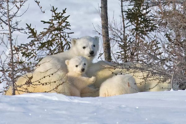 Polar Bears: Mother Polar Bear With Three Cubs On The Tundra, Wapusk National Park, Manitoba, Canada by Keren Su