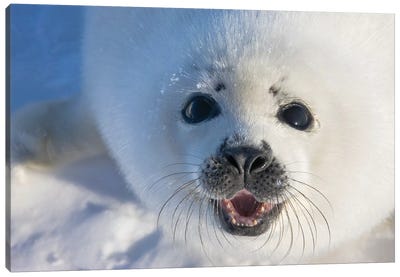 Harp Seal Pup On Ice, Iles De La Madeleine, Quebec, Canada Canvas Art Print - Seal Art