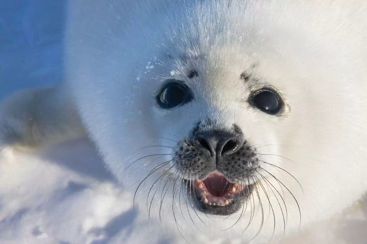 Harp Seal Pup On Ice, Iles De La Madeleine, Quebec, Canada