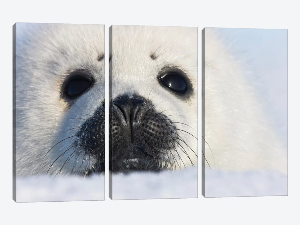 Harp Seal Pup, Close Up, Iles De La Madeleine, Quebec, Canada by Keren Su 3-piece Canvas Print