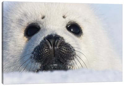 Harp Seal Pup, Close Up, Iles De La Madeleine, Quebec, Canada Canvas Art Print