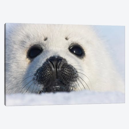 Harp Seal Pup, Close Up, Iles De La Madeleine, Quebec, Canada Canvas Print #KES19} by Keren Su Canvas Artwork