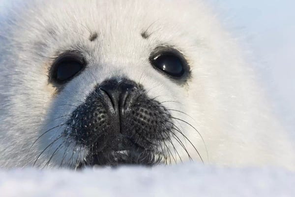 Seals & Sea Lions: Harp Seal Pup, Close Up, Iles De La Madeleine, Quebec, Canada by Keren Su