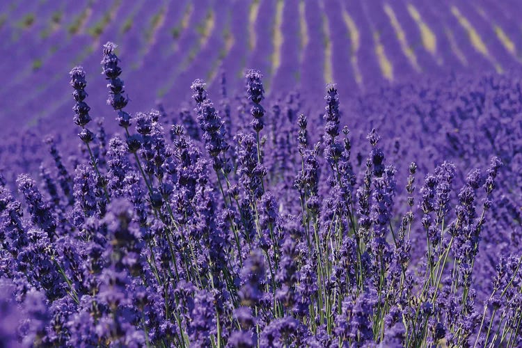 Lavender Farm, Furano, Hokkaido Prefecture, Japan