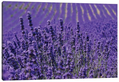 Lavender Farm, Furano, Hokkaido Prefecture, Japan Canvas Art Print