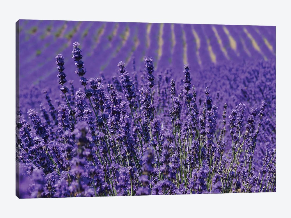 Lavender Farm, Furano, Hokkaido Prefecture, Japan by Keren Su 1-piece Art Print