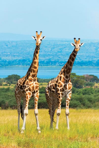 Giraffes on the savanna, Murchison Falls National park, Uganda by Keren Su art print
