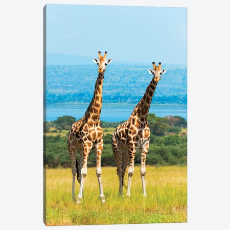 Giraffes on the savanna, Murchison Falls National park, Uganda Canvas Print #KES3} by Keren Su Canvas Art Print