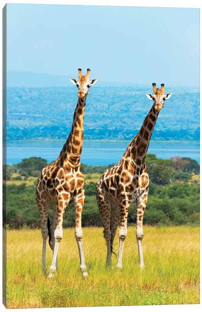 Giraffes on the savanna, Murchison Falls National park, Uganda Canvas Art Print - Giraffe Art