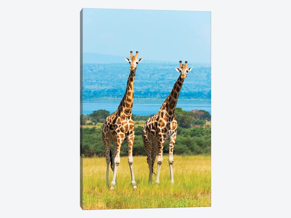 Giraffes on the savanna, Murchison Falls National park, Uganda by Keren Su 1-piece Canvas Art