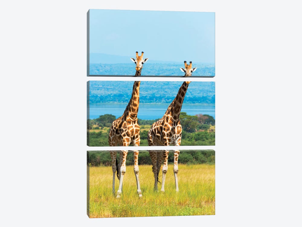 Giraffes on the savanna, Murchison Falls National park, Uganda by Keren Su 3-piece Canvas Artwork