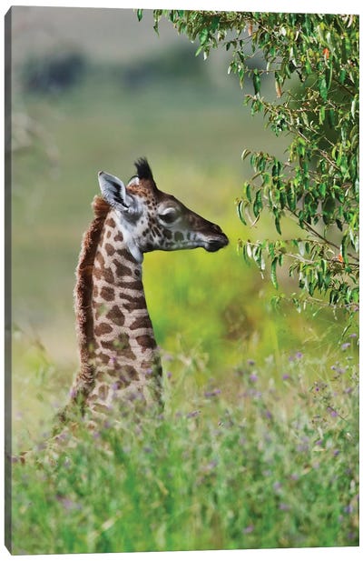 Baby Giraffe, Maasai Mara National Reserve, Kenya Canvas Art Print - Giraffe Art
