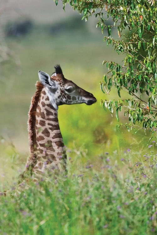 Baby Giraffe, Maasai Mara National Reserve, Kenya