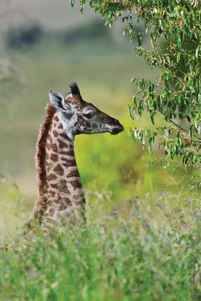 Keren Su: Baby Giraffe, Maasai Mara National Reserve, Kenya by Keren Su
