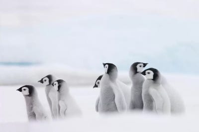 Emperor Penguin Chicks On Ice, Snow Hill Island, Antarctica by Keren Su multi panel art