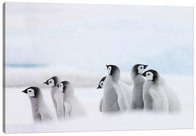 Emperor Penguin Chicks On Ice, Snow Hill Island, Antarctica Canvas Art Print - Penguin Art