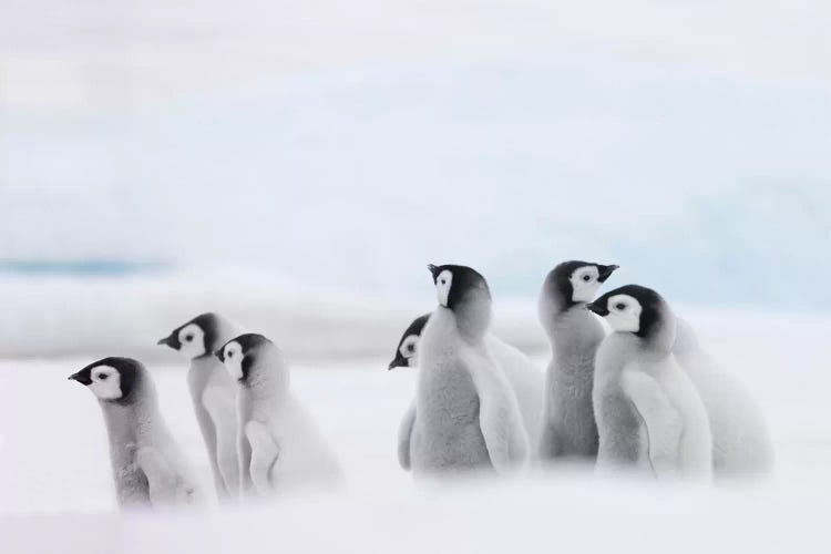 Emperor Penguin Chicks On Ice, Snow Hill Island, Antarctica