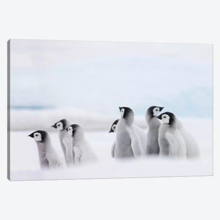 Emperor Penguin Chicks On Ice, Snow Hill Island, Antarctica Canvas Print #KES5} by Keren Su Canvas Art