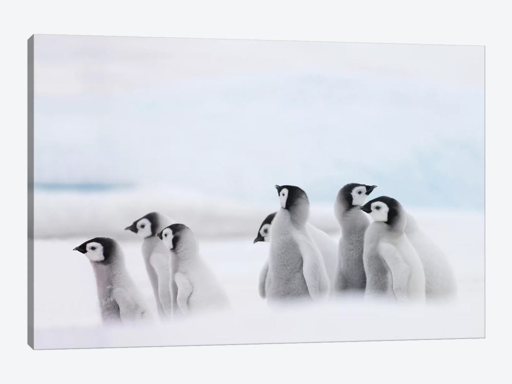 Emperor Penguin Chicks On Ice, Snow Hill Island, Antarctica by Keren Su 1-piece Canvas Wall Art