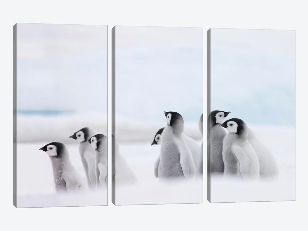 Emperor Penguin Chicks On Ice, Snow Hill Island, Antarctica by Keren Su 3-piece Canvas Wall Art