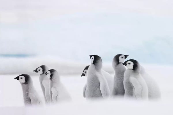 Keren Su: Emperor Penguin Chicks On Ice, Snow Hill Island, Antarctica by Keren Su