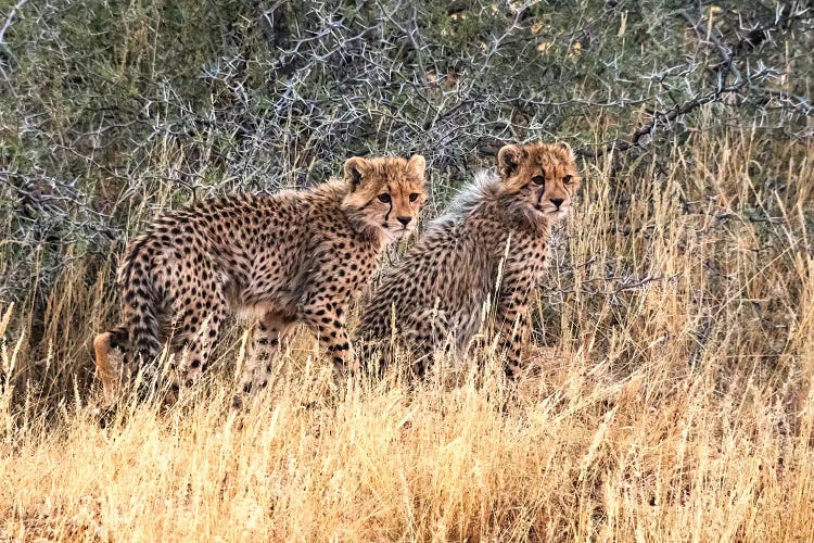 Cheetah cubs, Kgalagadi Transfrontier Park, South Africa