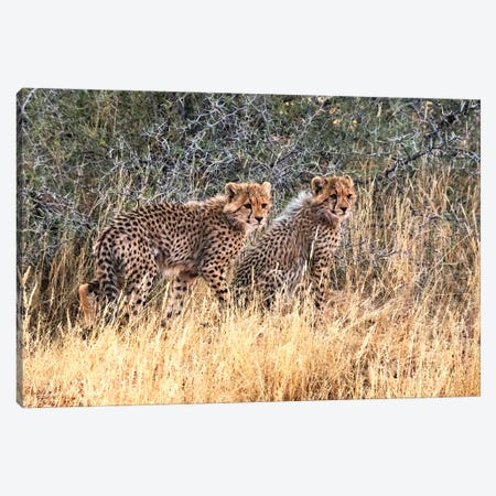 Cheetah cubs, Kgalagadi Transfrontier Park, South Africa Canvas Print #KES61} by Keren Su Canvas Print